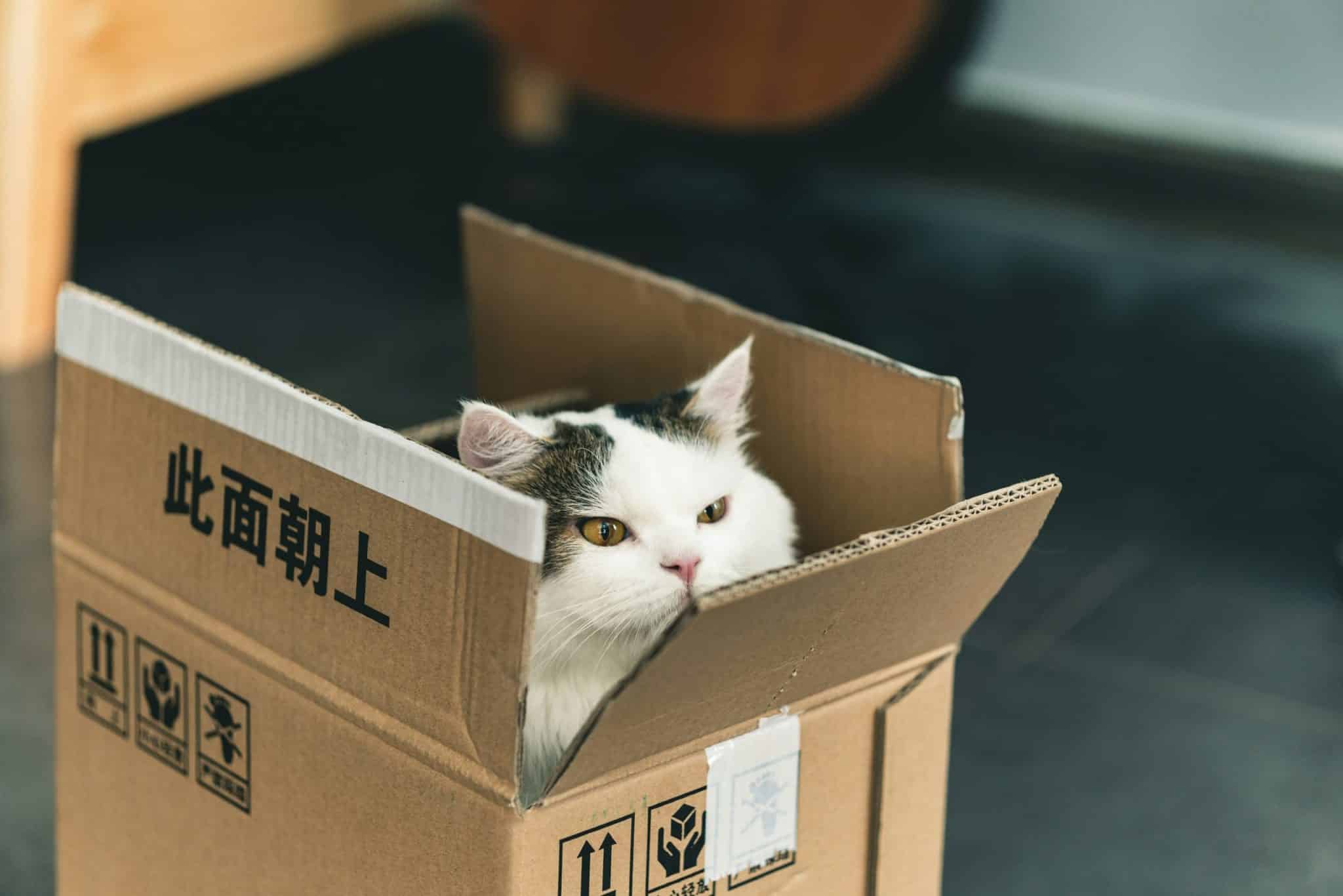 chat dans un carton