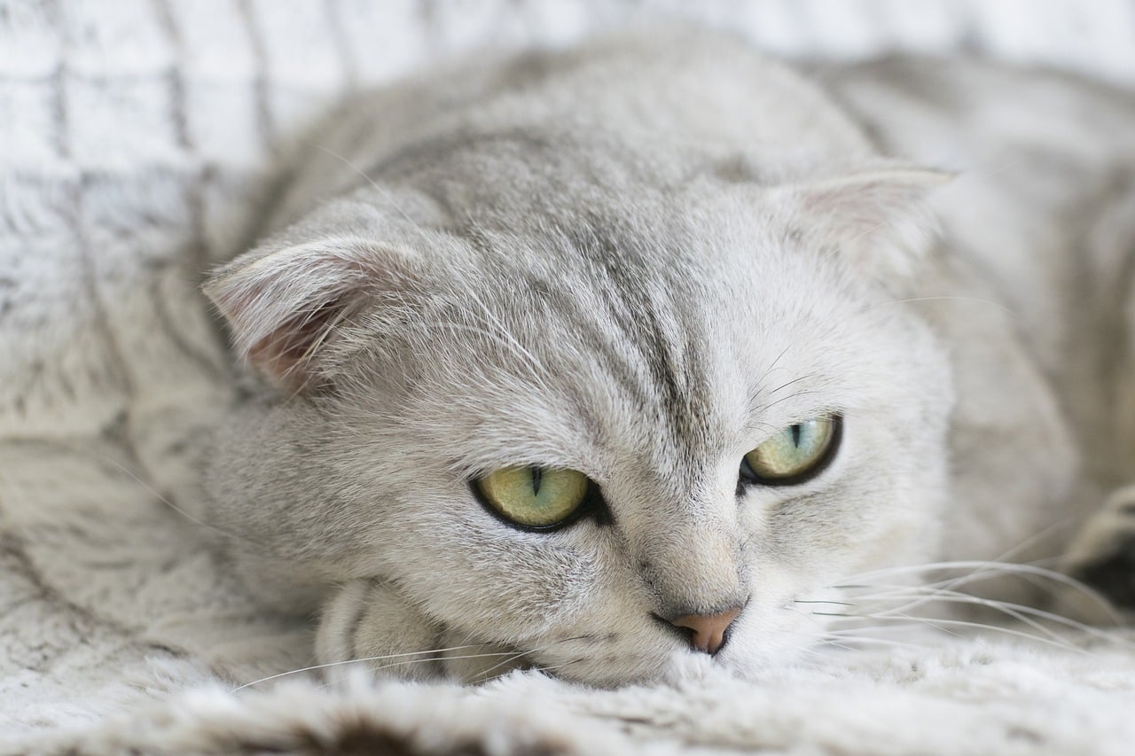 chat allongé