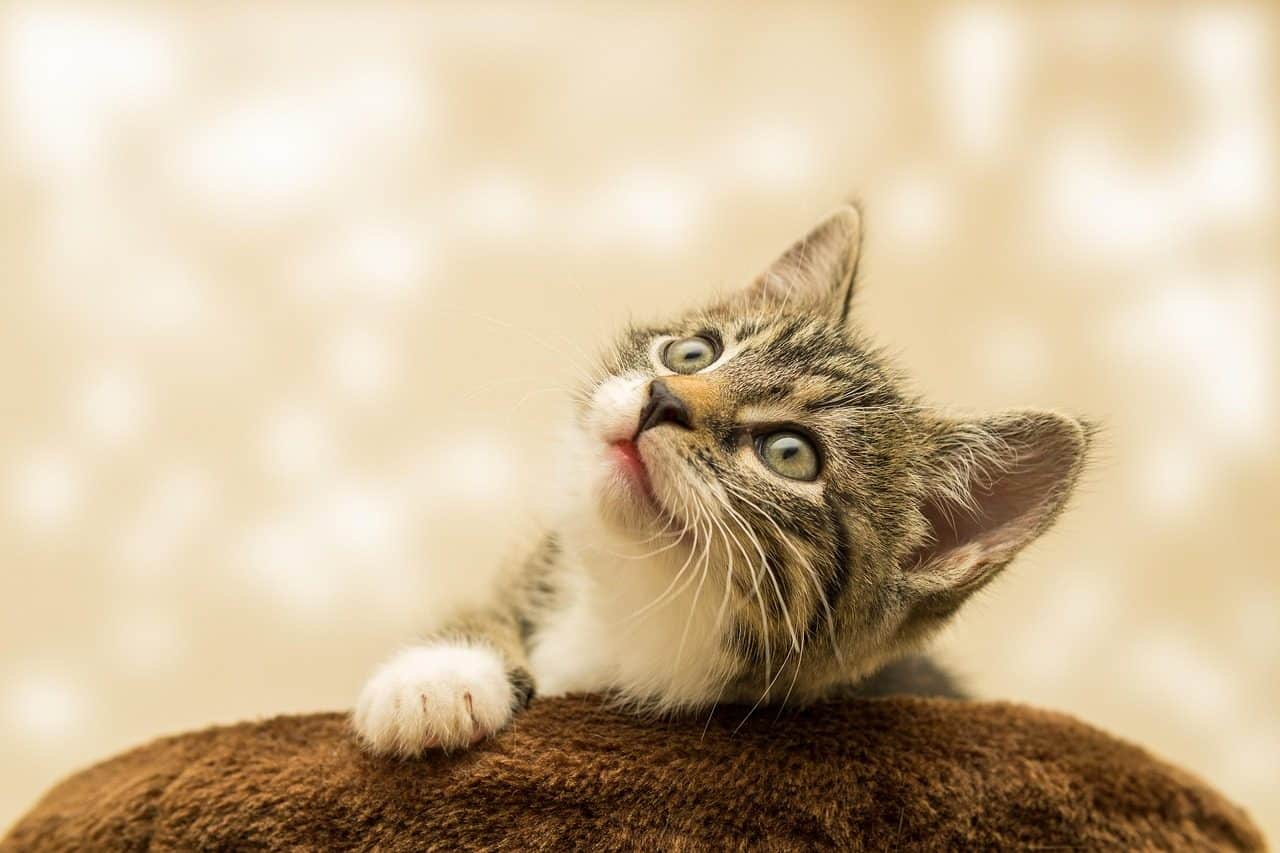 chaton regardant en haut