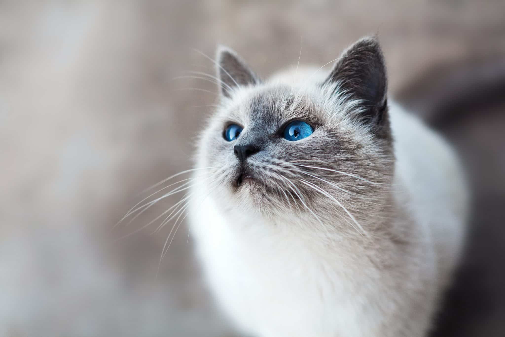 chat aux yeux bleu