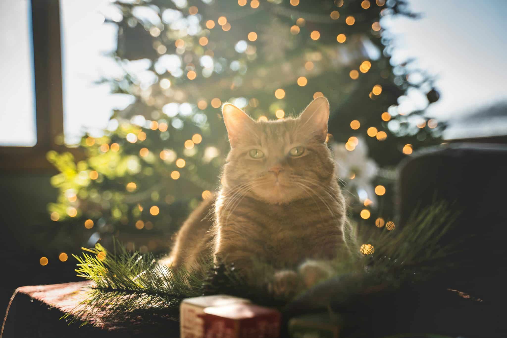 image d'un chat avec un sapin en arrière plan