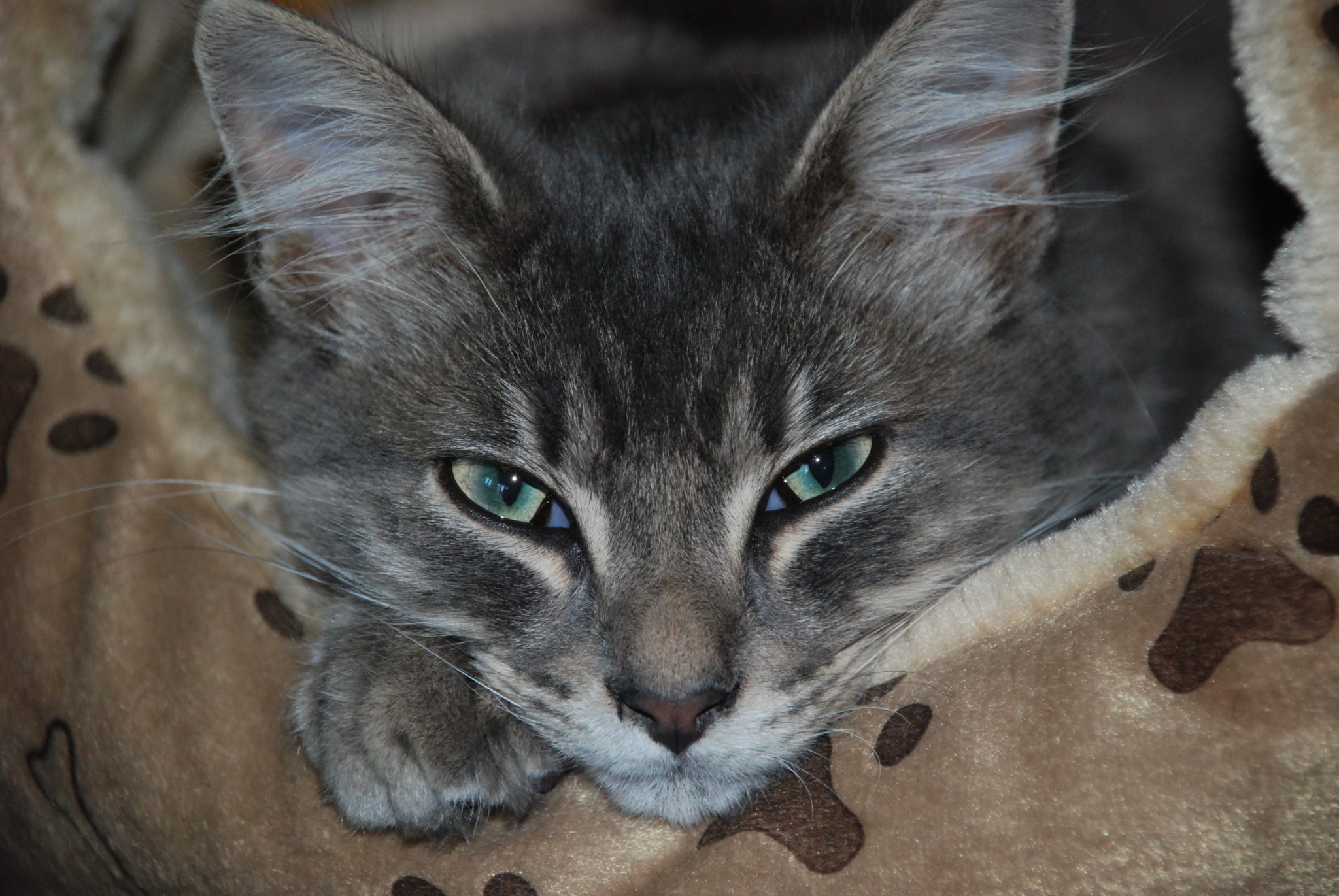 Photo chat Kiwi