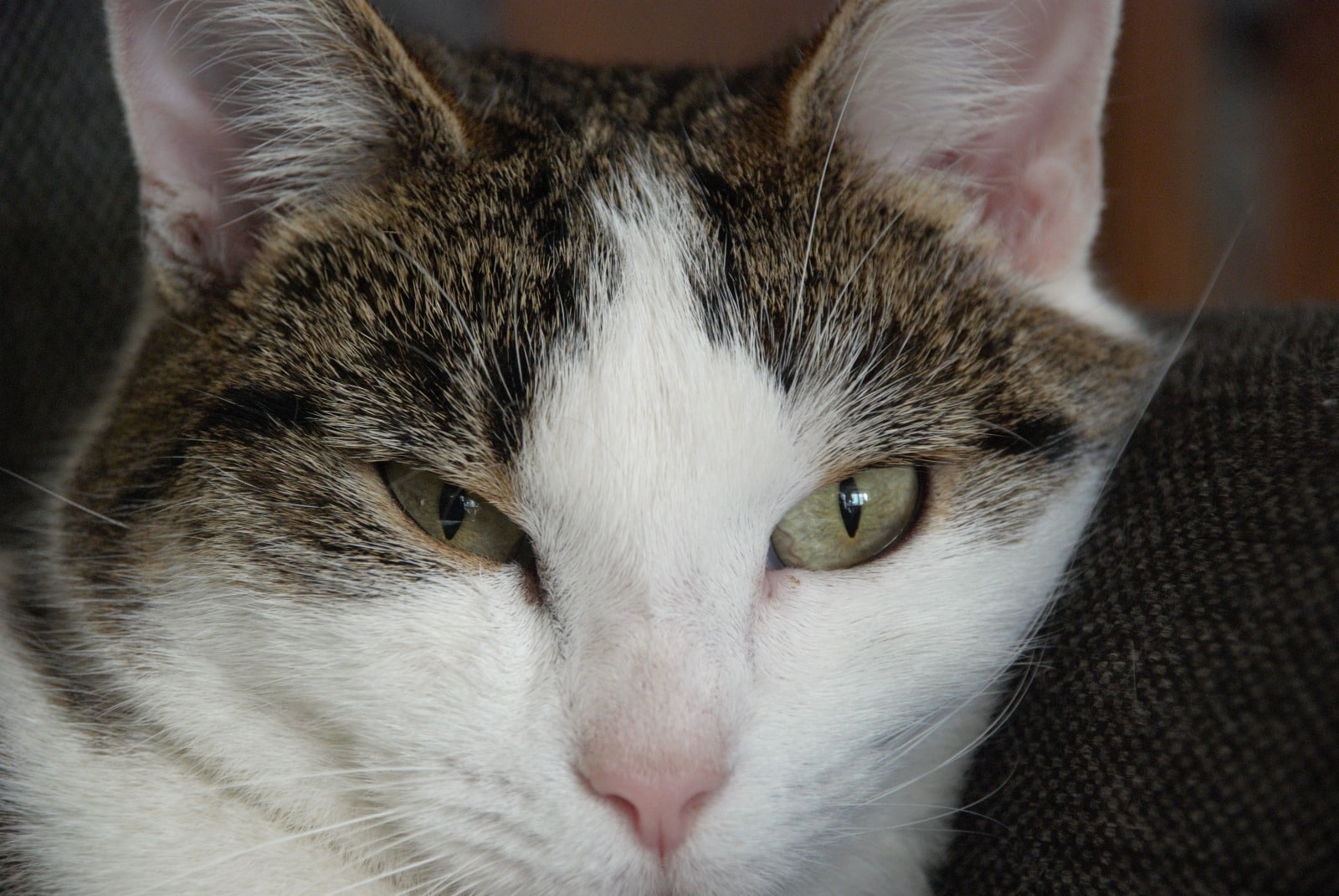 photo de canelle