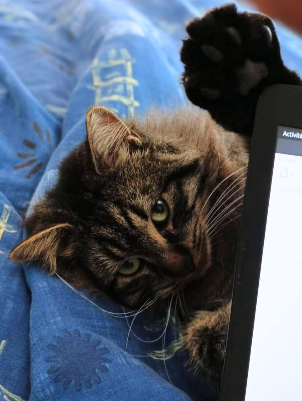 photo du chat mochi